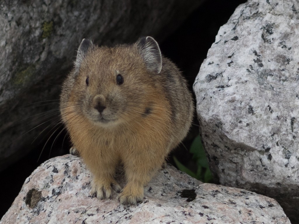 100% Crop photo of a Critter taken with the 75mm prime