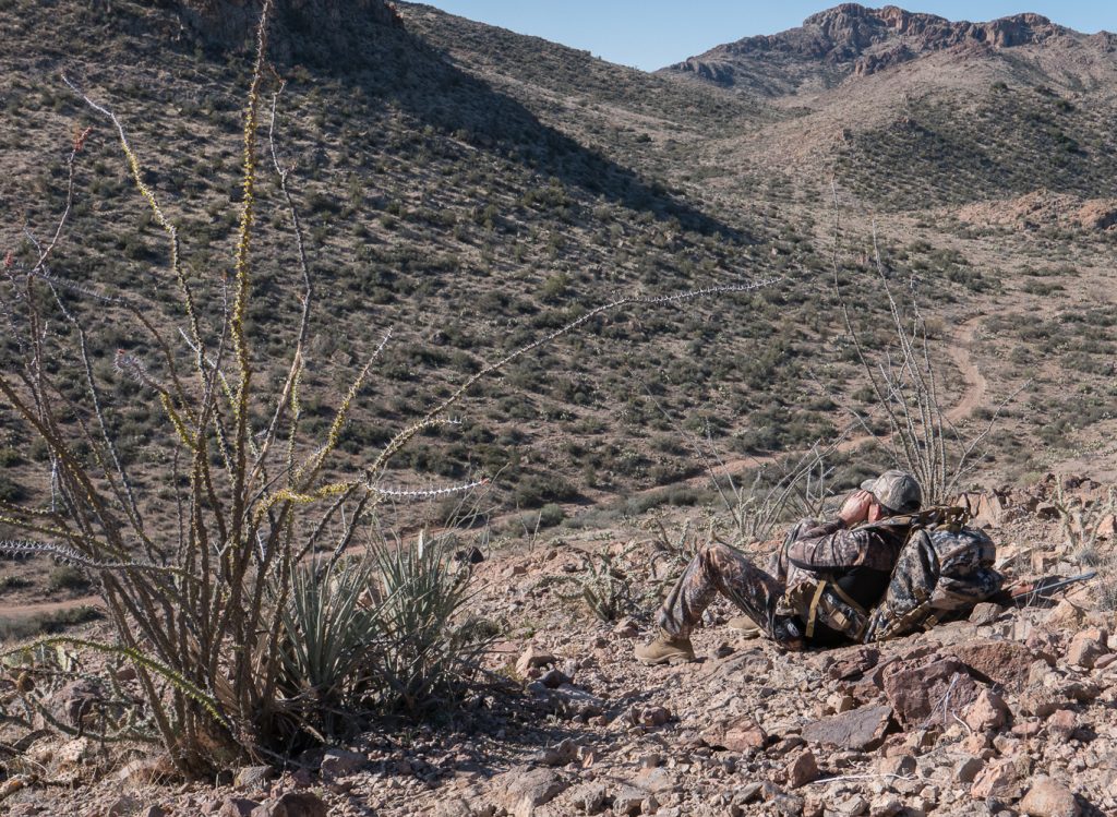 Glassing for Javelina in Arizona's high desert